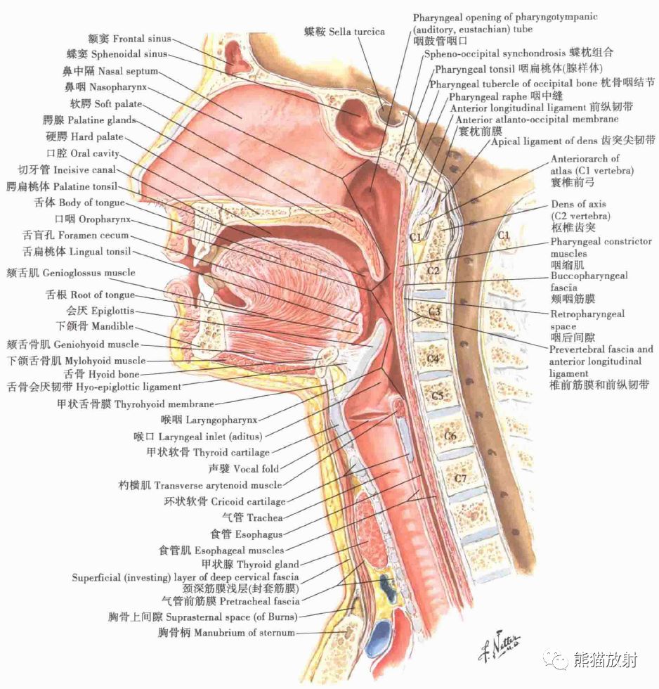 奈特解剖丨三叉神经分支翼腭窝咽喉双语