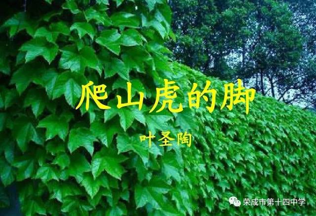 《爬山虎的脚》读书心得