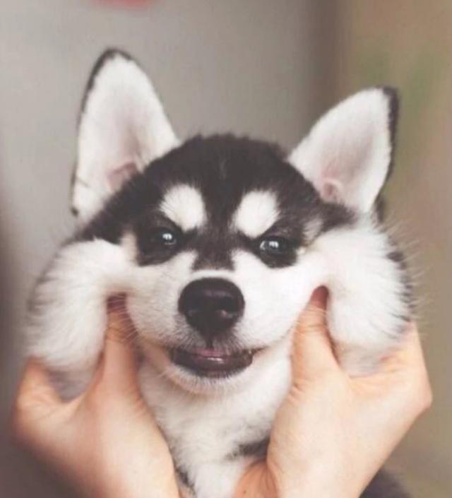 怎么教狗狗不乱舔人 f5f889cb9d6b4d30a694f842f9ce99de.jpeg