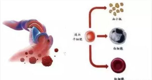                     原创            婴儿出生的2分钟，可能会影响宝宝一生健康！新手妈妈谨记！