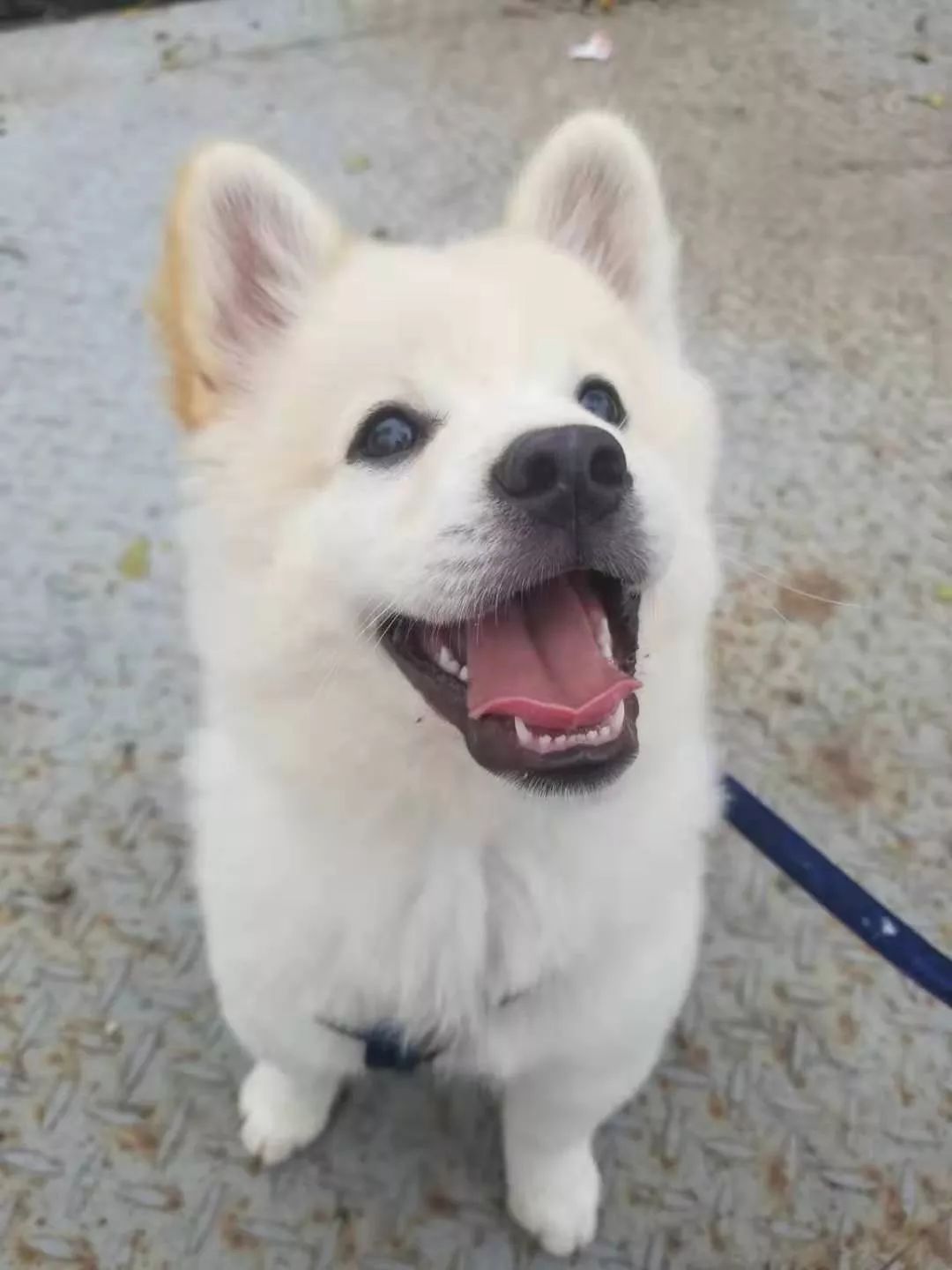 最美萌宠评选第②期