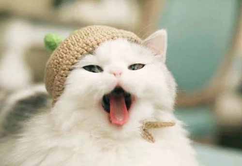 猫口炎治不好,猫口炎是治不好的吗