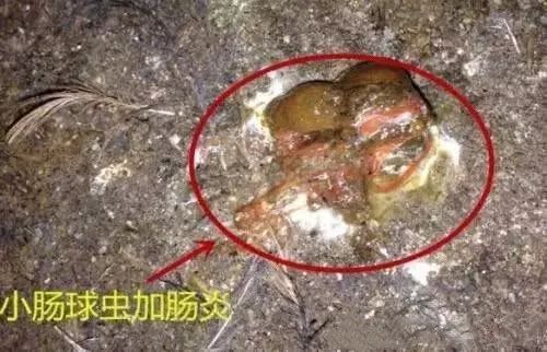 蛋鸡红粪过料球虫肠炎双重感染预防为主治疗为辅