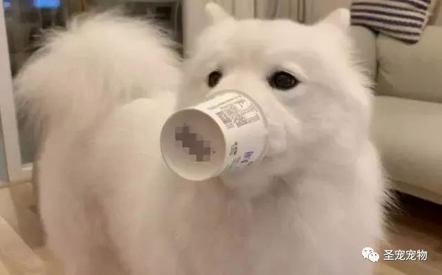 狗狗叫声特别大 20e122db263e43839b7805a3b1a18dcc.jpeg