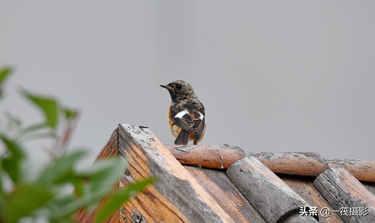候鸟季在广州拍的北红尾鸲,现在在贵州长这样