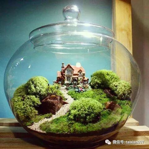 世界顶级苔藓微景观造景学了就是自己的