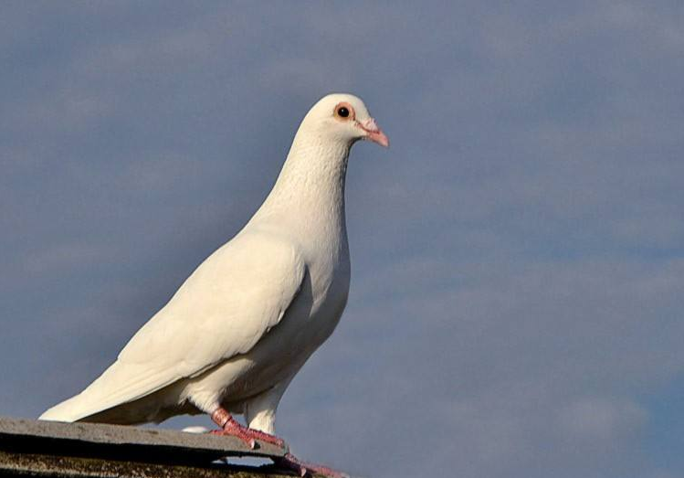 信鸽品种有几种 415e43d656914e10ba9fd93ff3978d47.png