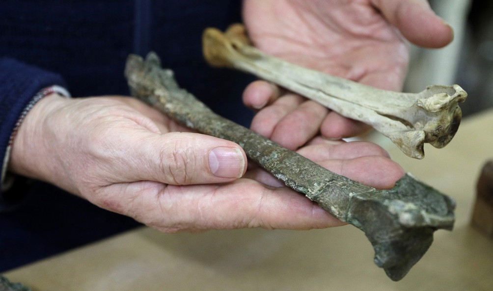 新西兰发现6000万年前企鹅化石 高1.6米