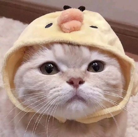 萌宠搞怪情侣头像