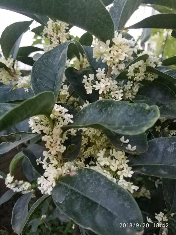 晒图花友家的佛顶珠桂花开放满院飘香