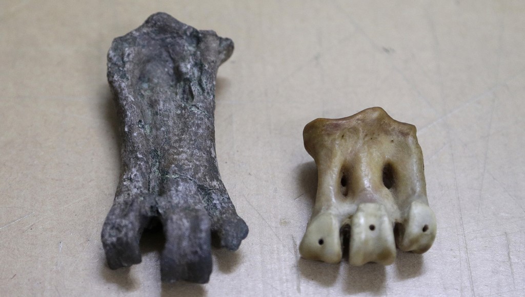 新西兰发现6000万年前企鹅化石 高1.6米