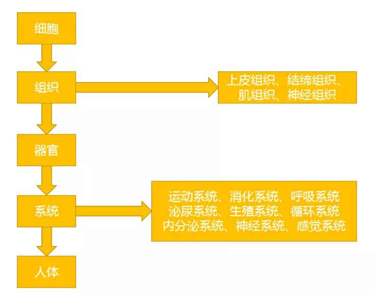 探美微课第二十期人体构成与食物的消化吸收