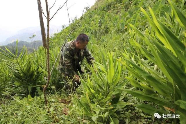 朱老总要野菜_可食用的野菜图片大全(2)