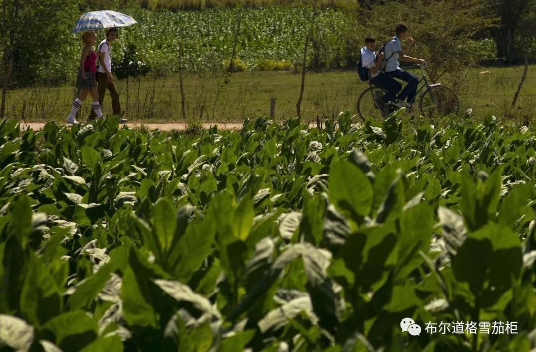 最好的烟叶是什么 6762dd071adb45a0b6fb72658aaeed29.jpeg