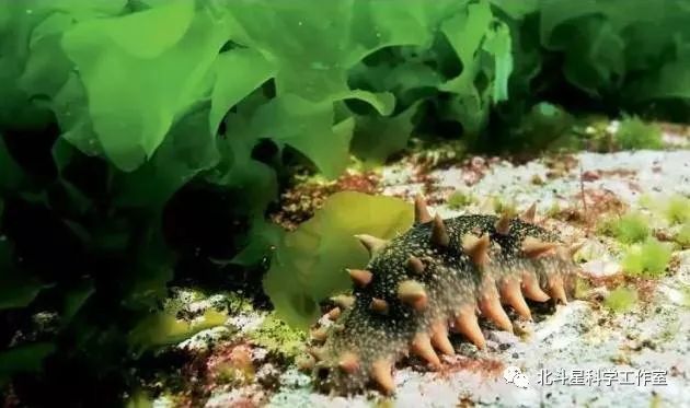 【科学小故事】夏眠的动物