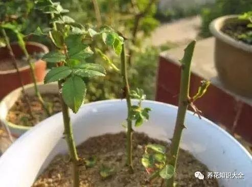 什么时候给植物换盆 74fcf75c832e40a0ba1a91de1793584a.jpeg