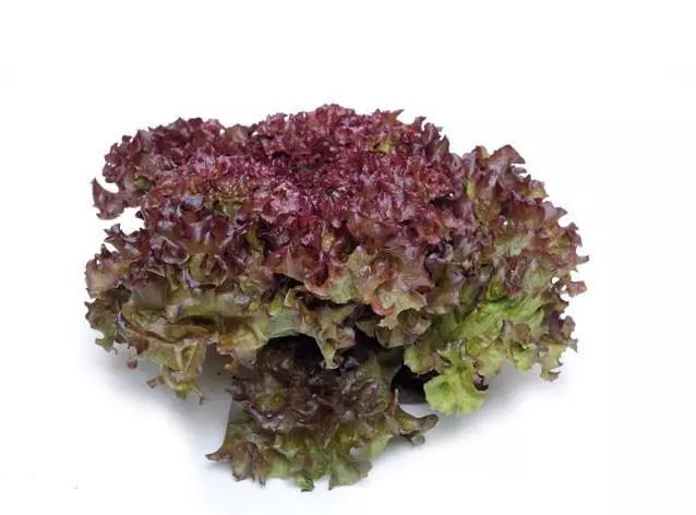 红珊瑚生菜沙拉散叶生菜品种,全生育期70天左右,深紫红色,含有丰富的