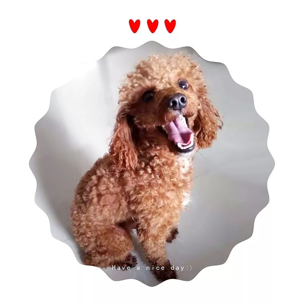 最美萌宠评选第②期