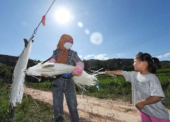 宁夏固原西吉：一根“红军粉”牵出致富路