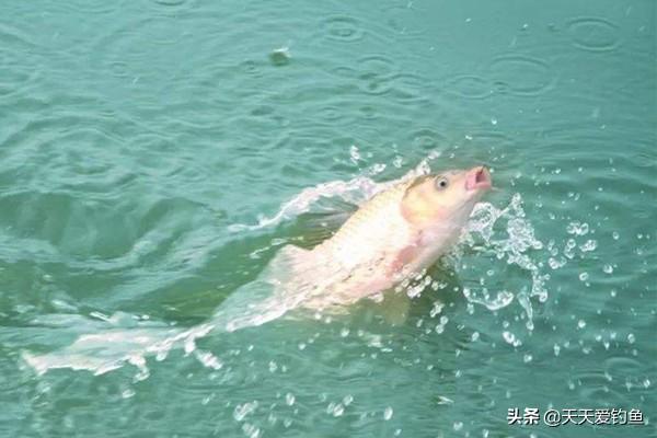 钓鱼为什么不上鱼 845a06ff9c784832910ef0fd0d0d6f58.jpeg
