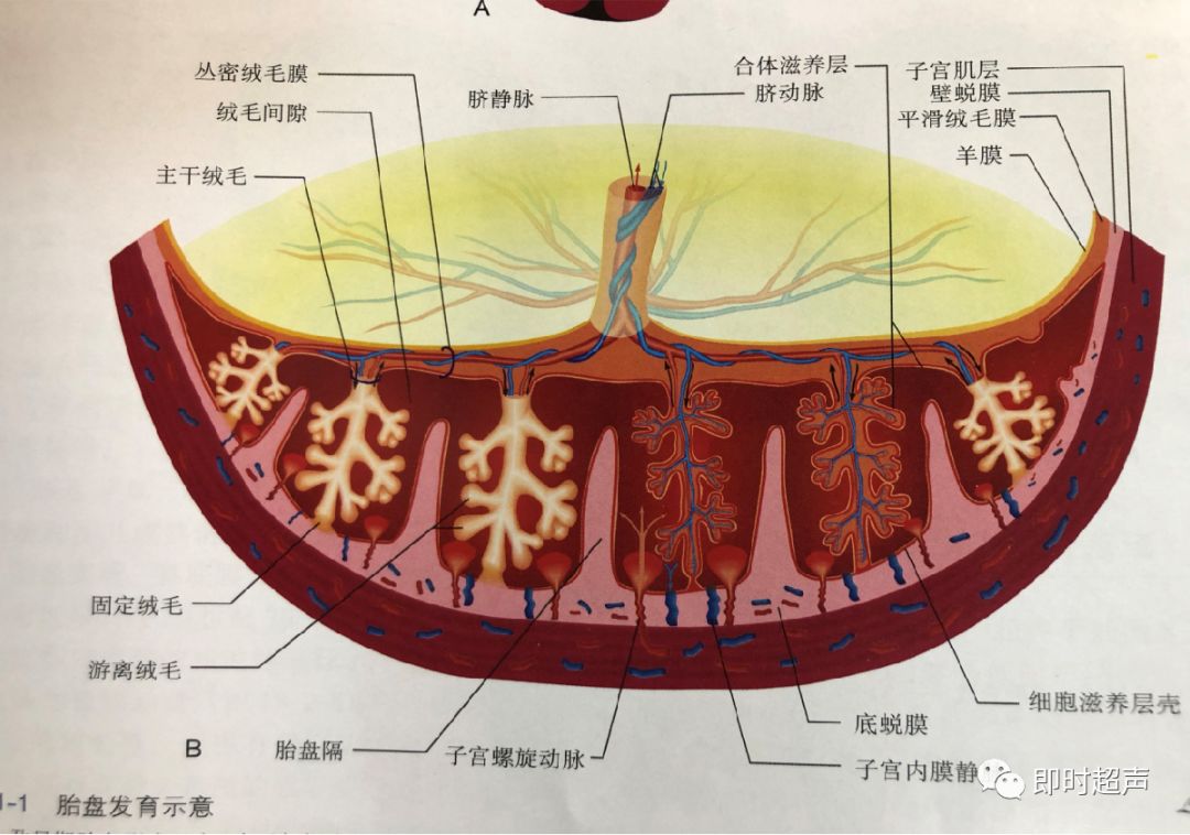 胎盘是由胎儿的丛密绒毛膜和母体的底蜕膜共同组成的.