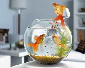 怎么养鱼才不会跳缸 8c1b2f5563d04e8c895dcb3e677de0de.jpeg