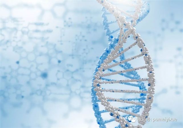 什么是基因遗传 93a8b75536ca4cd789de6fb2af90ad11.jpeg