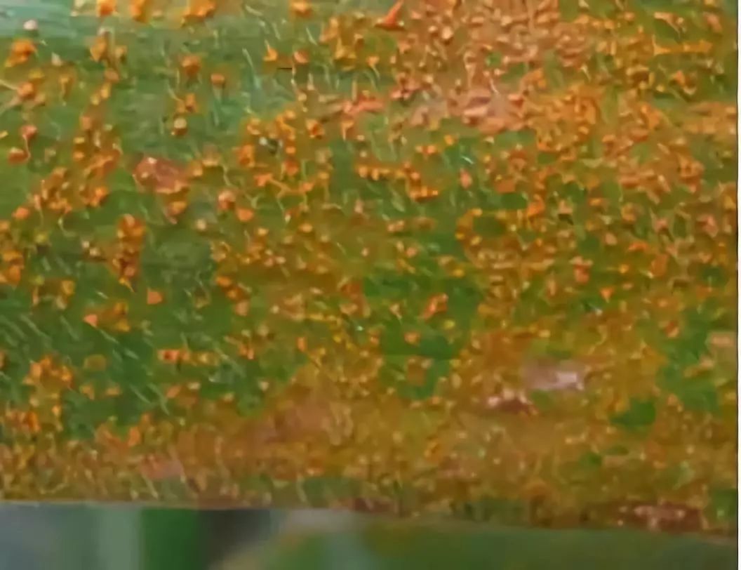 【紧急提醒】当前,玉米最怕它!多地已经拉响警报!请提前防范!