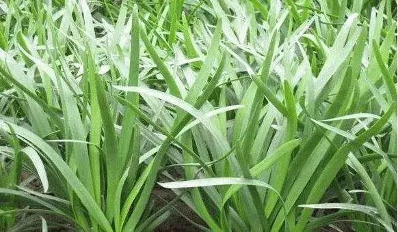 大妈偷割邻居韭菜包饺子,孙子中毒后索赔50万,邻居:那不是韭菜 10bet国际注册