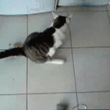 996fabd3c701443386570b453a1e641a.gif