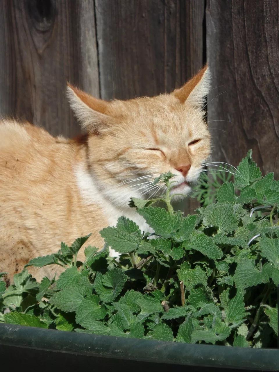 猫吸猫薄荷,可能比你吸猫还爽!