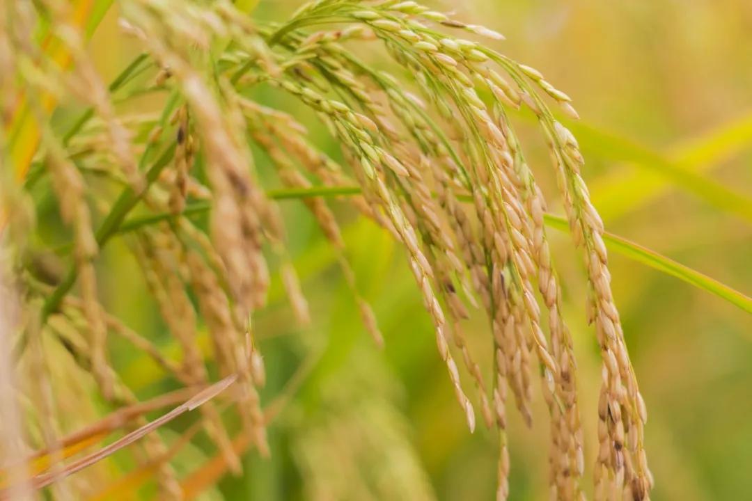 中元节 | 一年一岁总牵挂，一朝一夕常追思