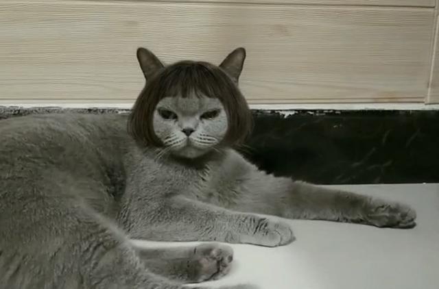 猫的特效是哪个软件 a7d7c93d0e8b4ff79f747f072218723d.jpeg