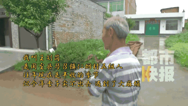 却遭遇了难销问题,每家每户都有上万斤的黑布林,黑布林李子销售周期很