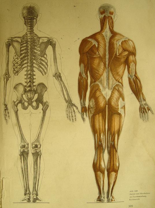 美术资料 人体解构与骨骼解剖