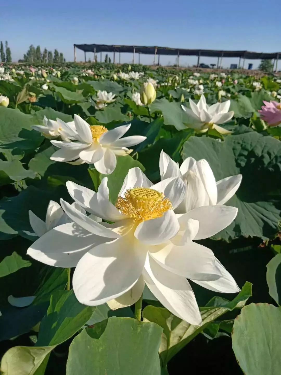 来到大庄子村 种植户易大胜家 荷花观赏园内 碧绿的莲叶连成一片 阳光