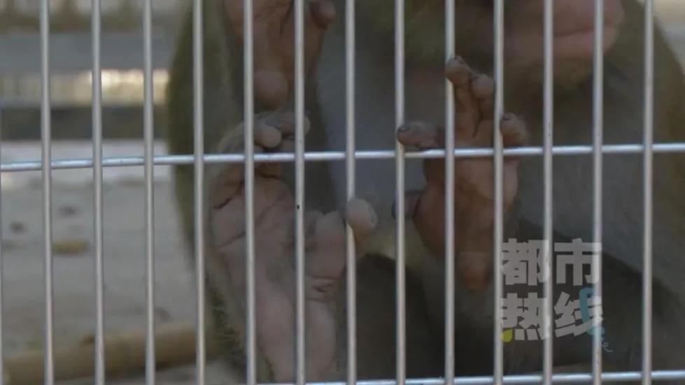 女孩子怎么玩猴子 b335a1452ff64c83b9c4d14d1f3a7b4d.jpeg