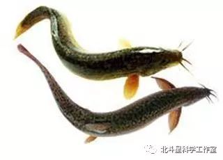 【科学小故事】夏眠的动物