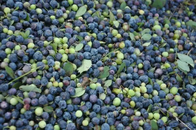 大兴安岭的野生蓝莓最天然的医药