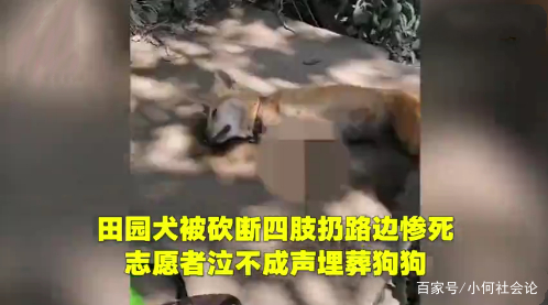 田园犬被砍断四肢扔路边惨死,志愿者哭泣埋葬:这是专业的人砍的