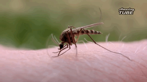 为什么有蚊子