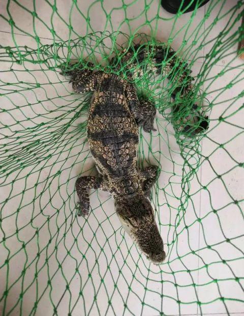 嘶嘶声是什么意思 c4c1571e85f6440f98ff42f2d3986695.jpeg