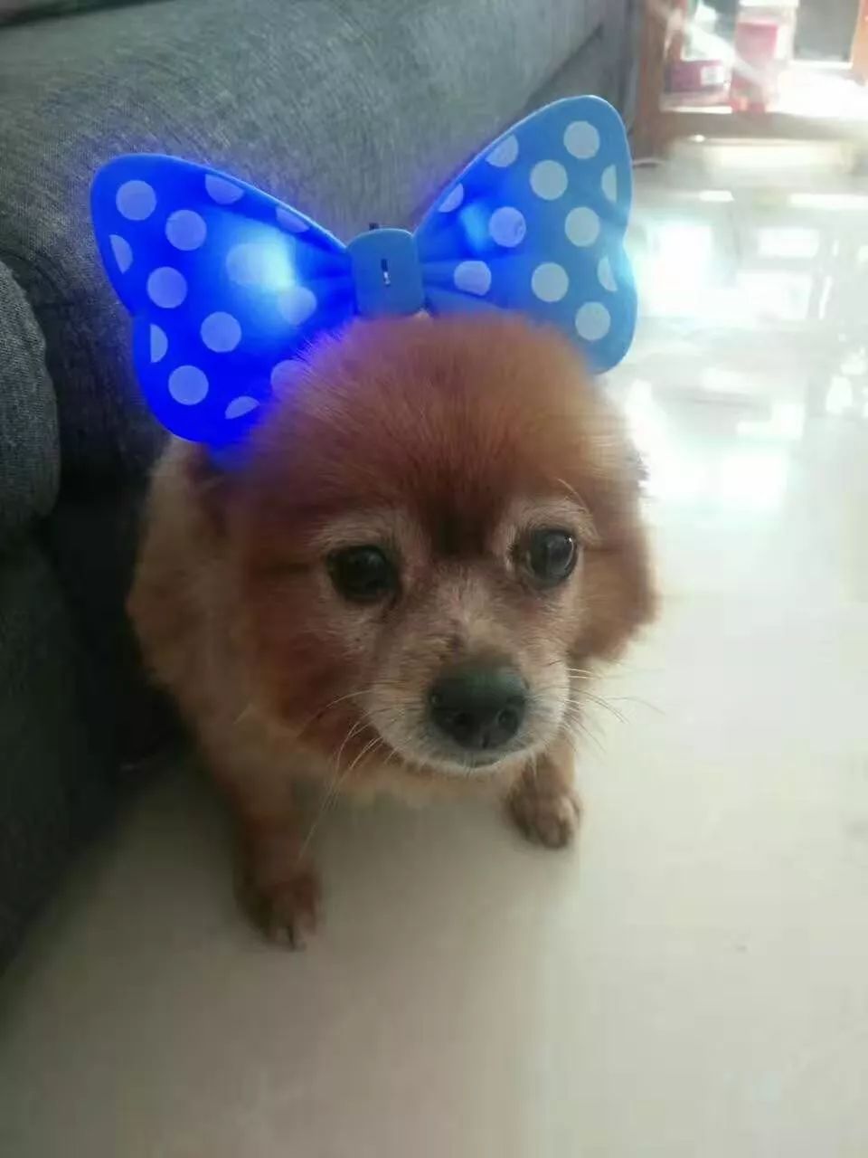 最美萌宠评选第②期