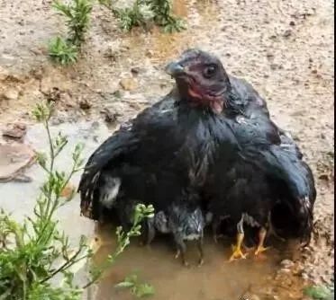 大雨中母鸡用身体为小鸡挡雨走红网友纷纷泪目