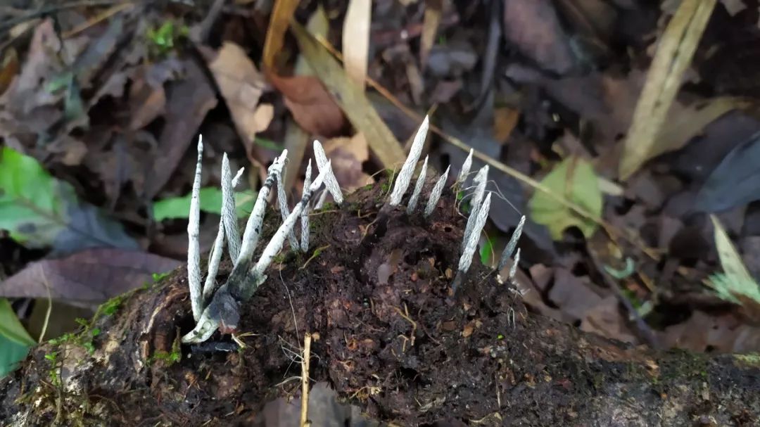看起来像巧克力棒的黑柄炭角菌.
