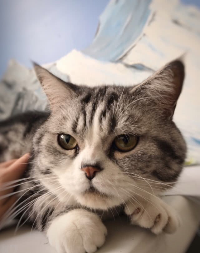 生鱼怎么做给宠物猫吃