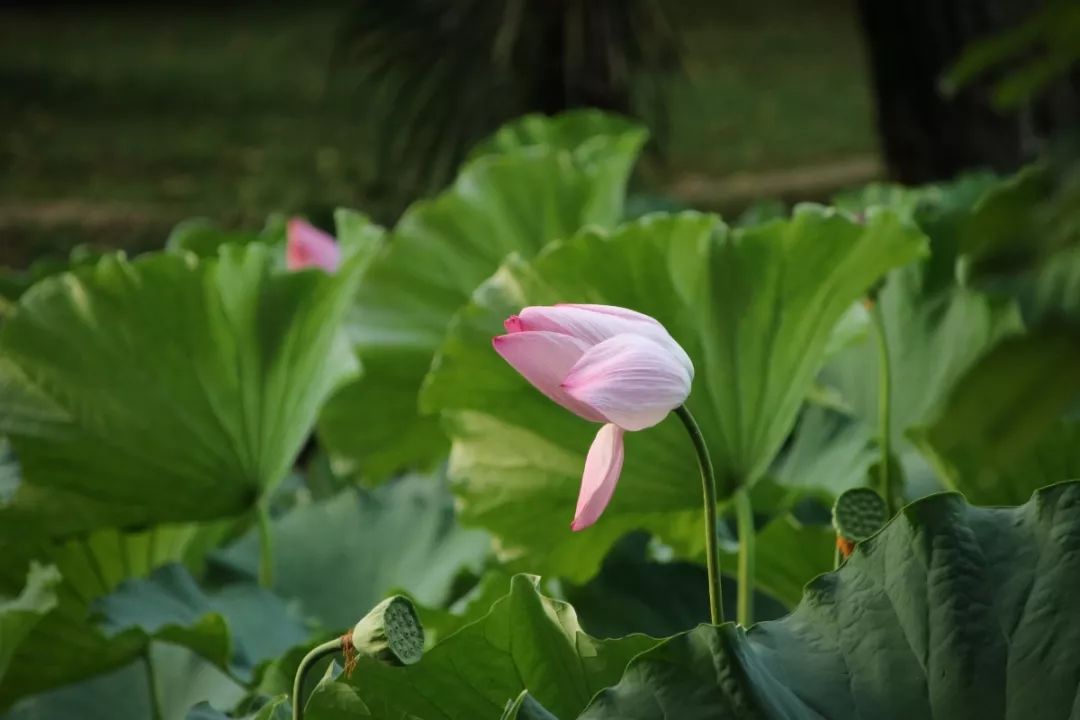 听说夏天和荷花更配哦