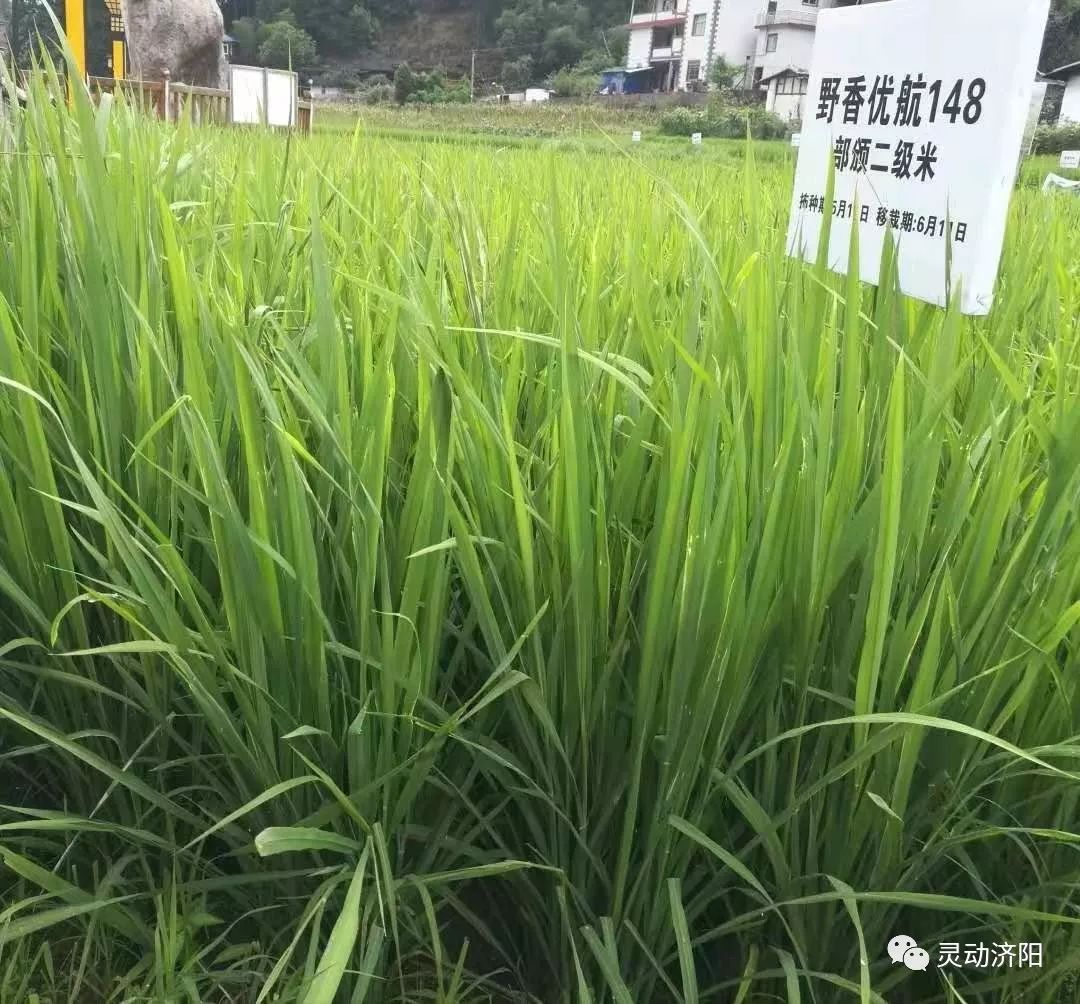 高升村,大儒村建立 优质高产特种水稻野香优航148,野香优744,泰优2165