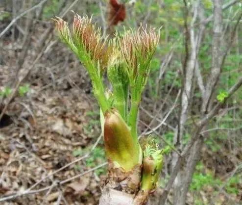 48元一斤的 野菜之王 刺嫩芽 营养堪比人参 盆栽在家天天吃 食用