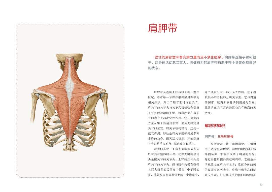 好书推荐:《人体螺旋动力疗法:疼痛消除与体态矫正的动作治疗方案》